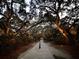Tree-lined walkway featuring mature trees and lamp post at 1075 Avenue Of Oaks, Charleston, SC 29407