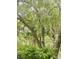A lush, green canopy of trees with hanging moss creates a serene and peaceful outdoor setting at 4262 Mariners Watch, Kiawah Island, SC 29455
