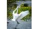 White great egret standing in water with wings extended at 1307 Ventura Pl, Mount Pleasant, SC 29464