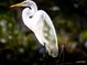 Majestic white great egret standing tall in its habitat at 1307 Ventura Pl, Mount Pleasant, SC 29464