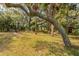 A scenic backyard with lush greenery, mature trees, and dappled sunlight at 1214 Tabby Dr, Folly Beach, SC 29439