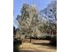 Idyllic yard featuring a mature flowering tree with a lush canopy under a clear blue sky at 1518 Southwick Dr, Johns Island, SC 29455