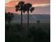 Picturesque sunset view overlooking marshland with two prominent palm trees at 2444 Darts Cove Way, Mount Pleasant, SC 29466