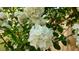 Close-up of a blooming hydrangea bush, showcasing its full, white flowers and lush green leaves at 217 7Th Ave, Mount Pleasant, SC 29464
