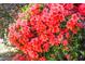 Close up view of bright red azaleas at 505 Eastern Isle Ave, Summerville, SC 29486