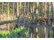 Tranquil forest with pond and bright green plants at 111 Garden Hill Rd, Summerville, SC 29483