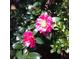 Close-up of vibrant pink camellia flowers in full bloom with lush green foliage at 32 Rosedale Dr, Charleston, SC 29407