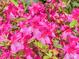 Close-up of vibrant pink azalea blossoms with green leaves at 3610 Legareville Rd, Johns Island, SC 29455