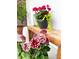 Inviting front porch with dahlia flowers and decorative plants offering charm and curb appeal at 114 California Ave, Moncks Corner, SC 29461
