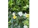 Close-up of a vibrant rose bush with yellow and white roses and lush green leaves at 154 Wentworth St, Charleston, SC 29401