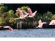 Roseate Spoonbills in flight over the water at 2568 Helmsman Rd, Johns Island, SC 29455