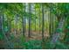 Lush woodland with verdant trees, showcasing a natural landscape with vibrant green foliage at 2668 Private Lefler Dr, Johns Island, SC 29455