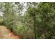 Lush backyard with mature trees and natural landscaping, offering a tranquil and private outdoor space at 207 Winding River Dr, Johns Island, SC 29455