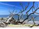 Beach scene with driftwood and trees, symbolizing Botany Excursions at 855 Club Cottage Rd, Edisto Island, SC 29438