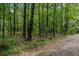Image shows dense woodland of tall, thin trees with an overgrown woodland floor, and a road covered in leaves and stones at 815 W Carolina Rd, McClellanville, SC 29458