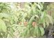 Close up view of a peach tree full of vibrant peaches, ready for harvest at 7712 Corley Dr, North Charleston, SC 29418