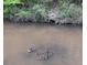 Scenic water feature with wildlife provides a peaceful view and connects residents with nature at 5497 Alpine Dr, Summerville, SC 29483