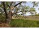 Picturesque scenery features a tree draped with Spanish moss overlooking a grassy field, creating a serene Lowcountry vista at 700 Daniel Ellis Dr # 4104, Charleston, SC 29412