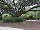 An old oak tree featuring beautiful branches with a well maintained garden at 401 Oak Hammock Ct # 48, Johns Island, SC 29455