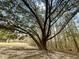 Large tree features a wide canopy, and an open area with smaller trees in the background at 107 Bessie Ln, Bonneau, SC 29431