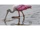 A close up of a roseate spoonbill standing in shallow water at 3997 Chantey Crest, Johns Island, SC 29455
