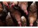 Image of healthy, free-range chickens, indicating a sustainable or agricultural aspect of the property at 7059 Sounding Ln, Johns Island, SC 29455