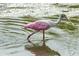 Property with pink and white spoonbill bird in a sun dappled pond at 7059 Sounding Ln, Johns Island, SC 29455