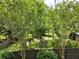 Secluded backyard featuring mature trees, lush greenery and private fencing at 133 Wando Reach Rd, Wando, SC 29492