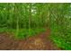 Serene wooded path through lush greenery, perfect for nature walks and enjoying the tranquility of the surroundings at 229 Twin Lake Dr, Summerville, SC 29483