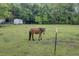 Horse behind a fence standing in a lush green pasture, showcasing a serene and rural setting at 1050 Mt Zion Rd, Saint George, SC 29477