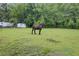 Horse standing in a spacious pasture on a sunny day, surrounded by lush greenery and mature trees at 1050 Mt Zion Rd, Saint George, SC 29477
