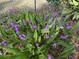 Close-up of vibrant purple flowers, that add color and beauty to the landscape at 8374 Chisolm Plantation Rd, Edisto Island, SC 29438