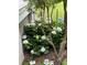 Beautiful hydrangea bushes beside house, providing charm and color to the landscape at 8374 Chisolm Plantation Rd, Edisto Island, SC 29438