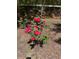 A garden bush full of red roses near a privacy fence at 2154 Country Manor Dr Dr, Mount Pleasant, SC 29466