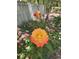 Close up of a yellow and red rose in a garden setting with a privacy fence in the background at 2154 Country Manor Dr Dr, Mount Pleasant, SC 29466