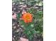 Close-up of a beautiful orange rose in full bloom in the garden at 2154 Country Manor Dr Dr, Mount Pleasant, SC 29466