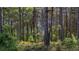 Scenic view of the surrounding woods showcasing the natural beauty of the property at 314 Hickory Nut Way, Cross, SC 29436