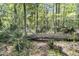 A serene wooded area on the property, featuring tall trees and lush greenery at 707 Jancus St, Charleston, SC 29414