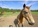 Image of a chestnut colored horse close up in a pasture on a sunny day at 224 Reeves St, Reevesville, SC 29471