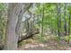Scenic creek view surrounded by lush trees and foliage, offering a tranquil and natural setting at 2919 Zachary George Ln, Johns Island, SC 29455