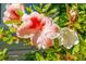 Beautiful pink azalea flower with green leaves at 250 Grand Oaks Dr, Ladson, SC 29456