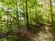 Backyard features a wooded pathway and green surrounds, visible through the trees at 8035 Mckayla Rd, Summerville, SC 29483