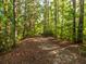 Wooded backyard path lined with trees and greenery at 8035 Mckayla Rd, Summerville, SC 29483
