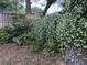 Lush backyard with flowering jasmine and mature trees providing privacy at 1406 Glencoe Dr, Mount Pleasant, SC 29464