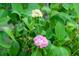 Close up of a pink and white hydrangea with vibrant green leaves at 2254 Show Basket Way, Mount Pleasant, SC 29466