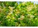 Close-up image of lush green leaves and small white flowers blooming on a tree branch, showcasing the natural beauty at 2254 Show Basket Way, Mount Pleasant, SC 29466