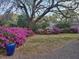 Spacious backyard featuring mature trees and colorful azaleas at 2169 Westrivers Rd, Charleston, SC 29412