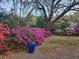 Lush backyard showcasing vibrant azaleas and mature trees at 2169 Westrivers Rd, Charleston, SC 29412