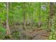 Scenic view of a marshy, wooded property featuring many trees with exposed roots at 100 Canal Rd, Saint George, SC 29477