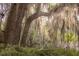 Scenic landscape featuring mature trees with Spanish moss, creating a picturesque and serene setting at 34 Formosa Dr, Charleston, SC 29407